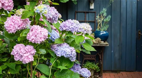 Hydrangea macrophylla, lila