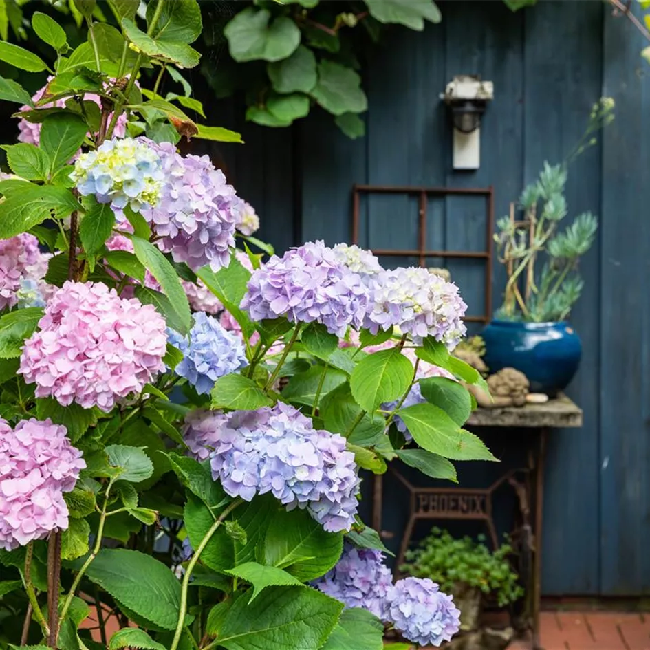 Hydrangea macrophylla, lila