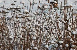 Hortensienblütenstände im Winter