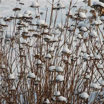 Hortensienblütenstände im Schnee