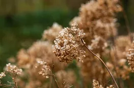 Hortensienblüten vom Vorjahr