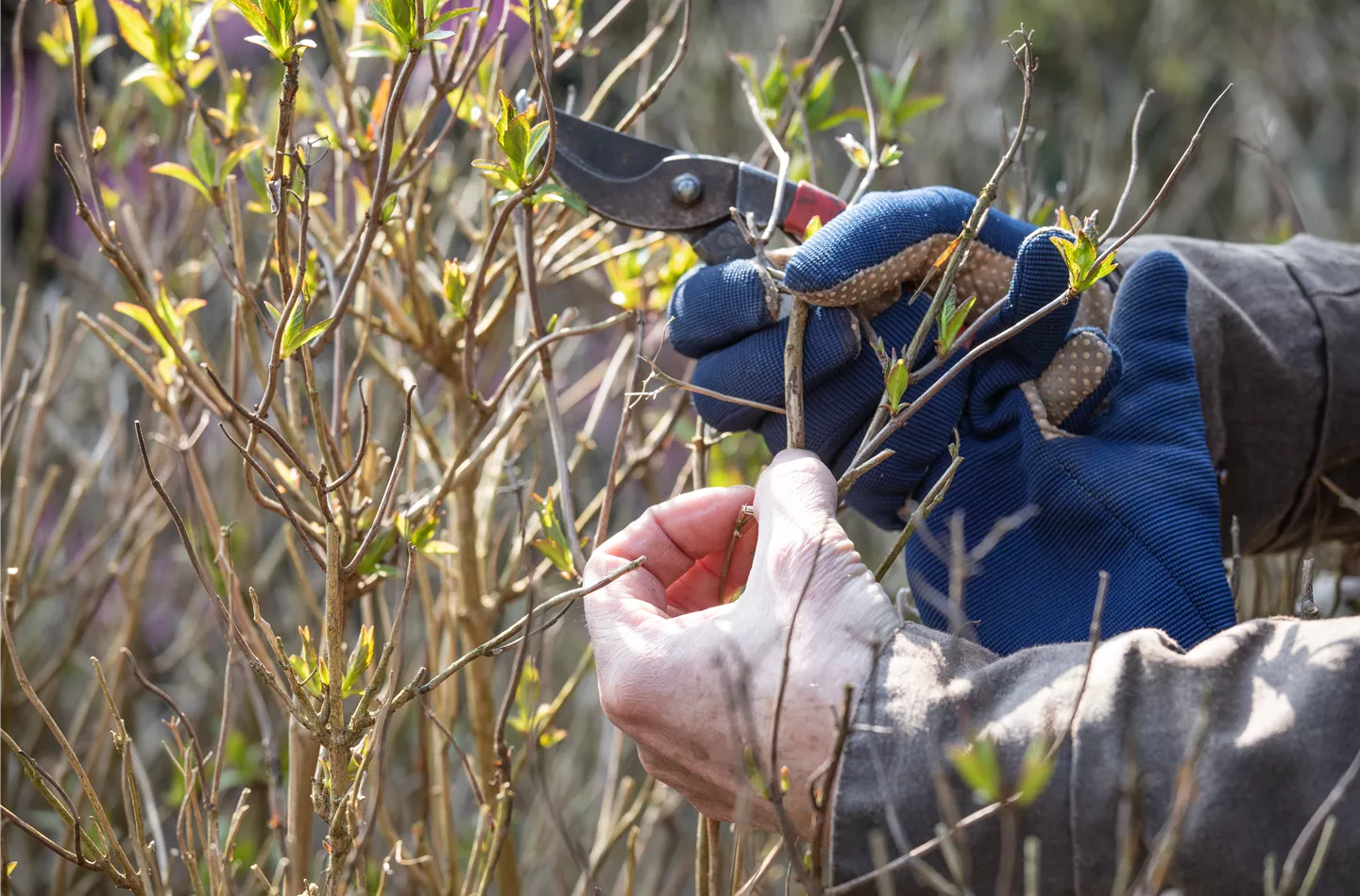 Hortensienschnitt mit der richtigen Technik