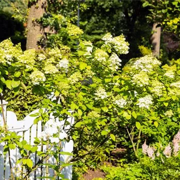 Hydrangea paniculata am Zaun