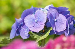 Hydrangea macrophylla 'Blaumeise'