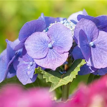 Hydrangea macrophylla in der Farbe Blau