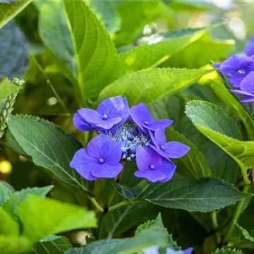 Hydrangea macrophylla mit blauen Tellerblüten