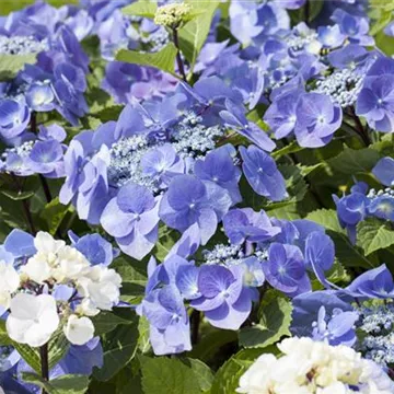 Hydrangea macrophylla mit blauen und weißen Blüten