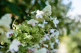 Hydrangea paniculata