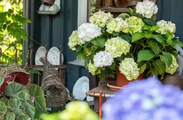 Hydrangea macrophylla, weiß