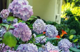 Hortensie im Garten