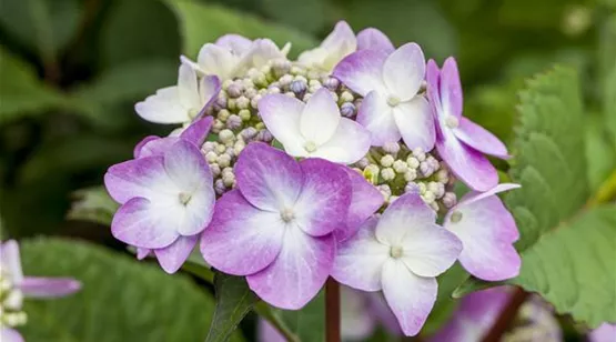 Hydrangea macrophylla, rosa Tellerblüten