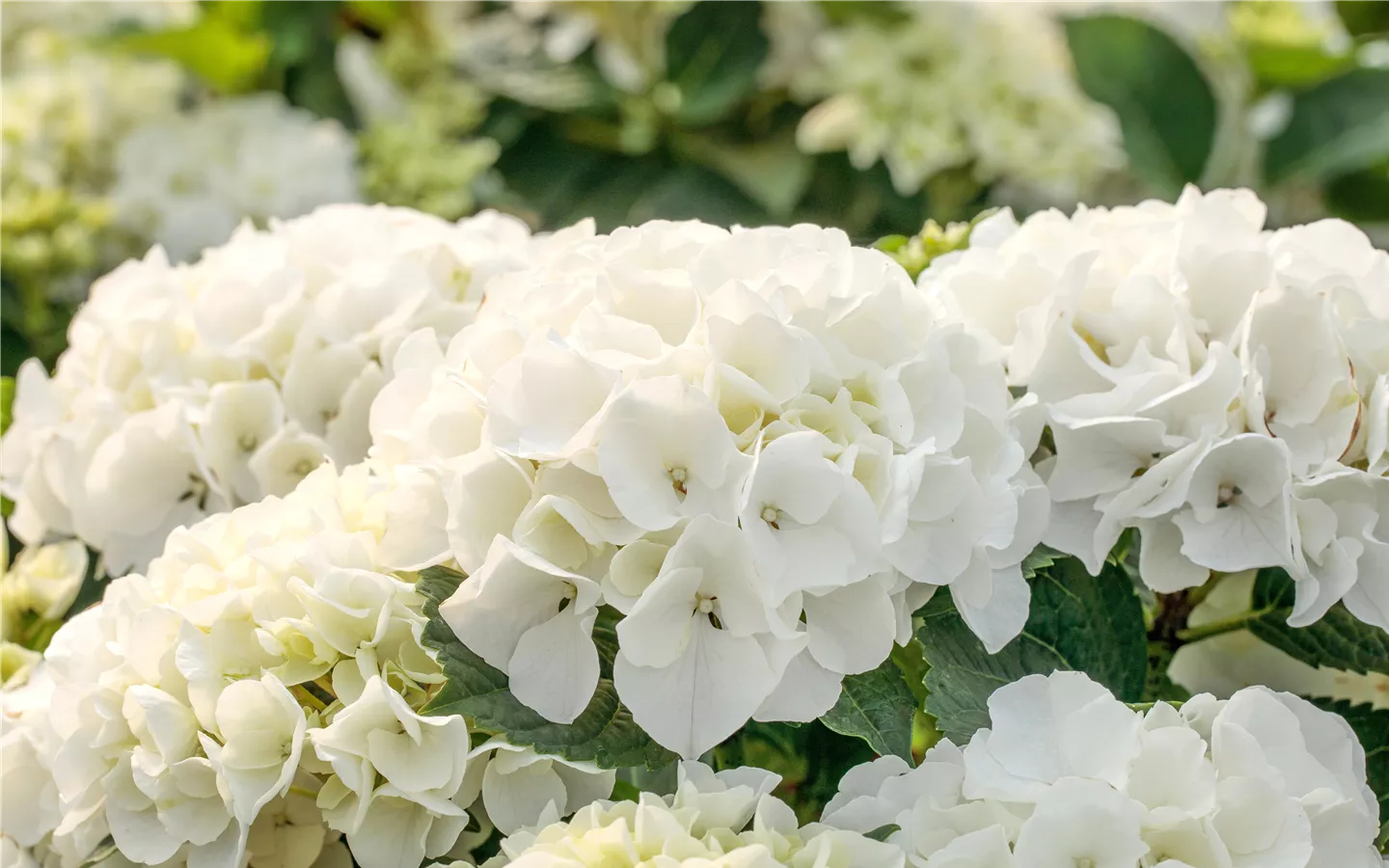 Hydrangea macrophylla 'Bianco'