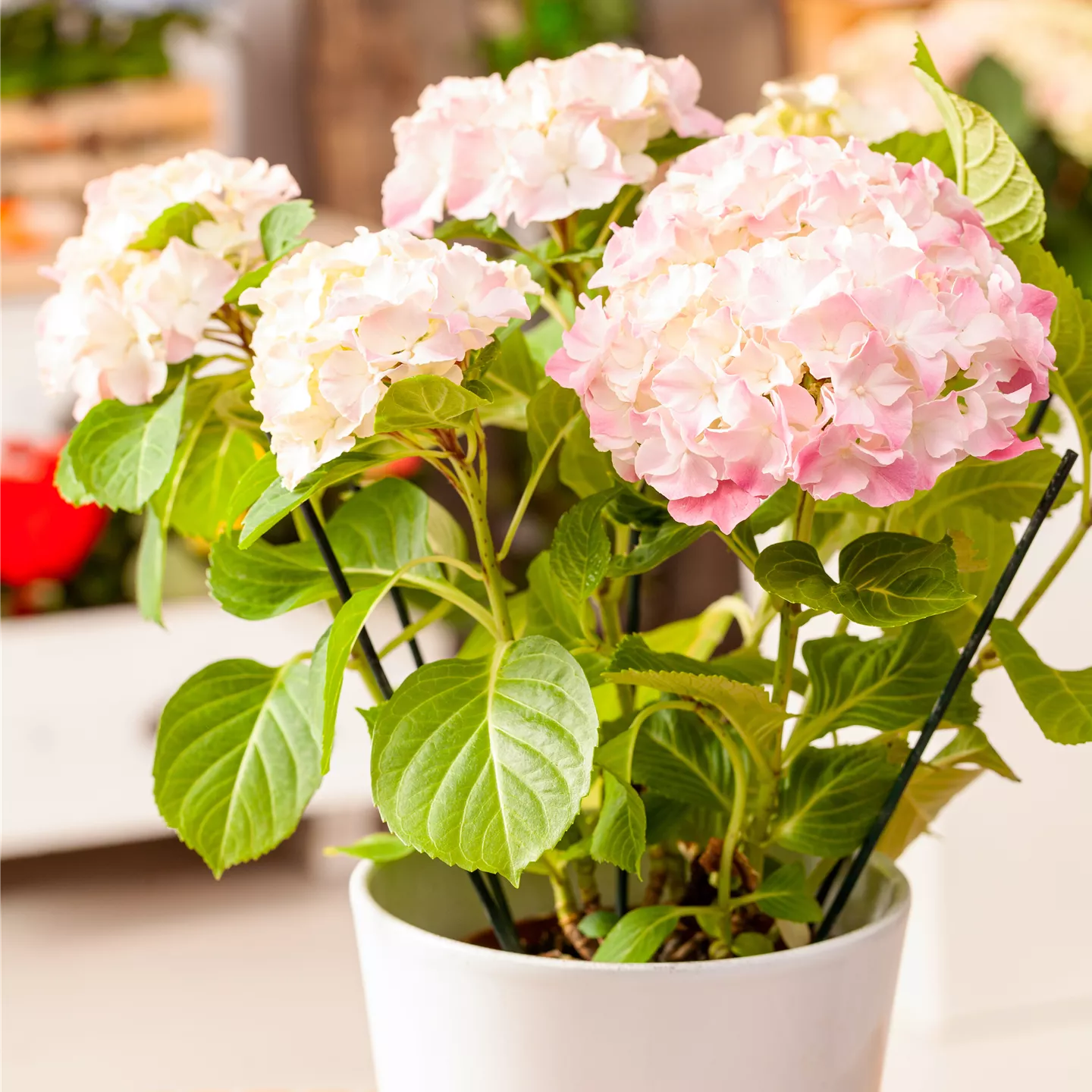 Hydrangea macrophylla, rosa