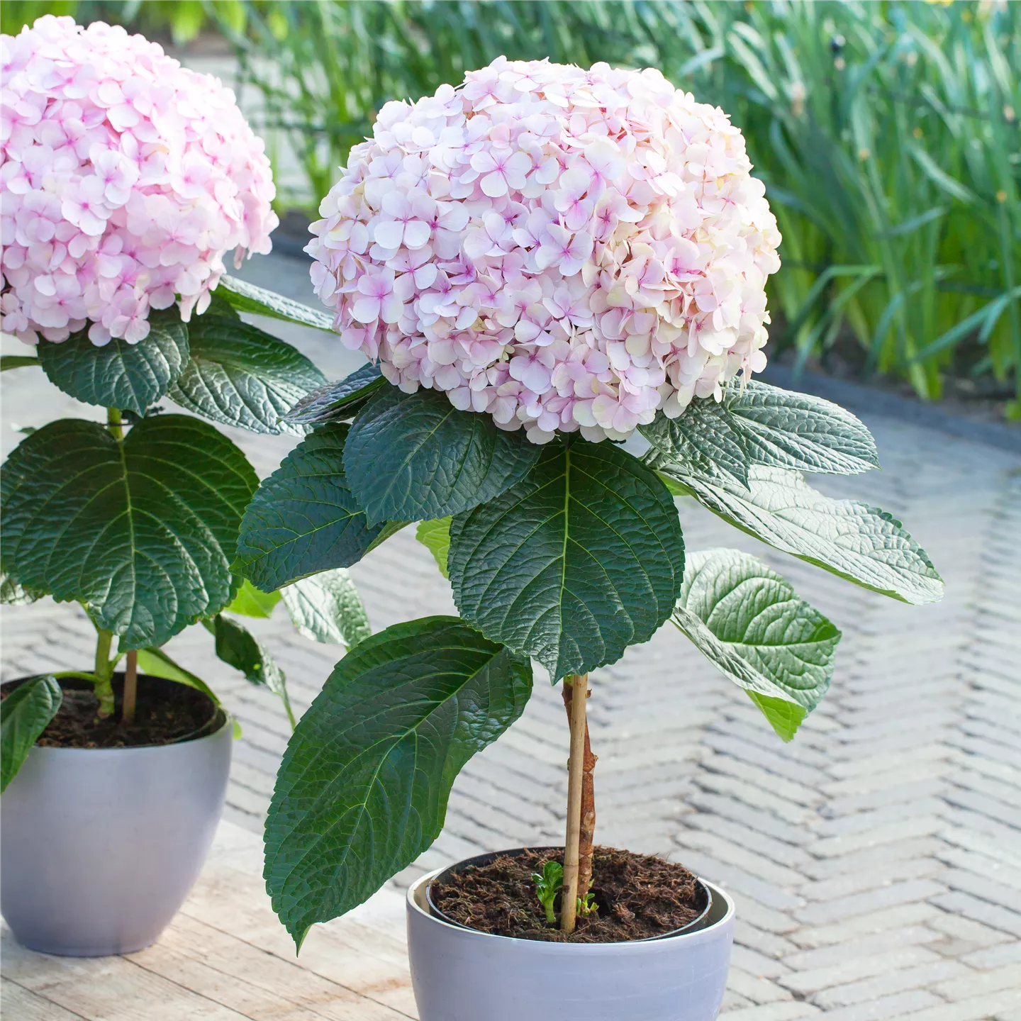 Hydrangea macrophylla 'Avantgarde'