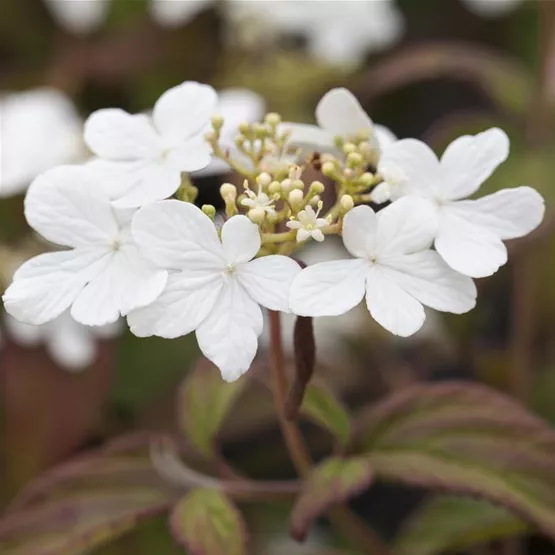 Hydrangea serrata