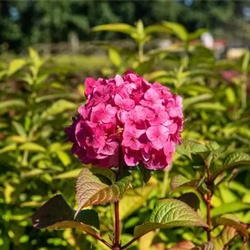 Hydrangea macrophylla 'Merveille Sanguine'