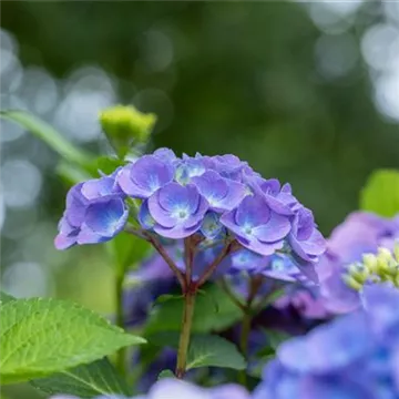 Hydrangea macrophylla, blau