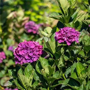 Hydrangea macrophylla 'Merveille Sanguine'