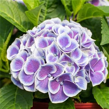 Hydrangea macrophylla 'Tivoli Blue'