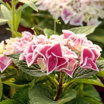 Hydrangea macrophylla Saxon® 'Candy Heart'