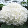 lütel weiß Hydrangea macrophylla 'Magical Pearl'®