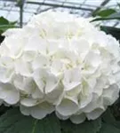 lütel weiß Hydrangea macrophylla 'Magical Pearl'®