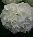 Helle Blüten Hydrangea macrophylla 'Magical Pearl'®