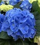 Kräftig blühende Blüte Bauernhortensie 'Fabolo Blue'