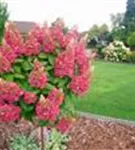 Pinke Blüten Rispenhortensie 'Pinky Winky'