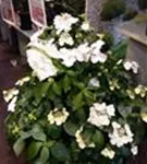 Nahaufnahme Blüten Girlanden-Hortensie Runaway Bride®