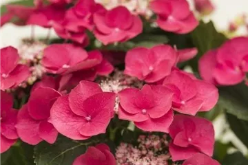 Tellerhortensie 'Cherry Explosion' - Hydrangea macrophylla 'Cherry Explosion' Tellerhortensie 'Cherry Explosion' - Hydrangea macrophylla 'Cherry Explosion'