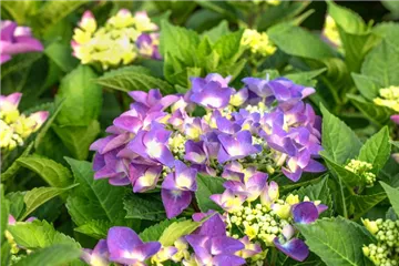 Tellerhortensie 'Frisbee'® Purple - Hydrangea macrophylla 'Frisbee'® Purple Tellerhortensie 'Frisbee'® Purple - Hydrangea macrophylla 'Frisbee'® Purple