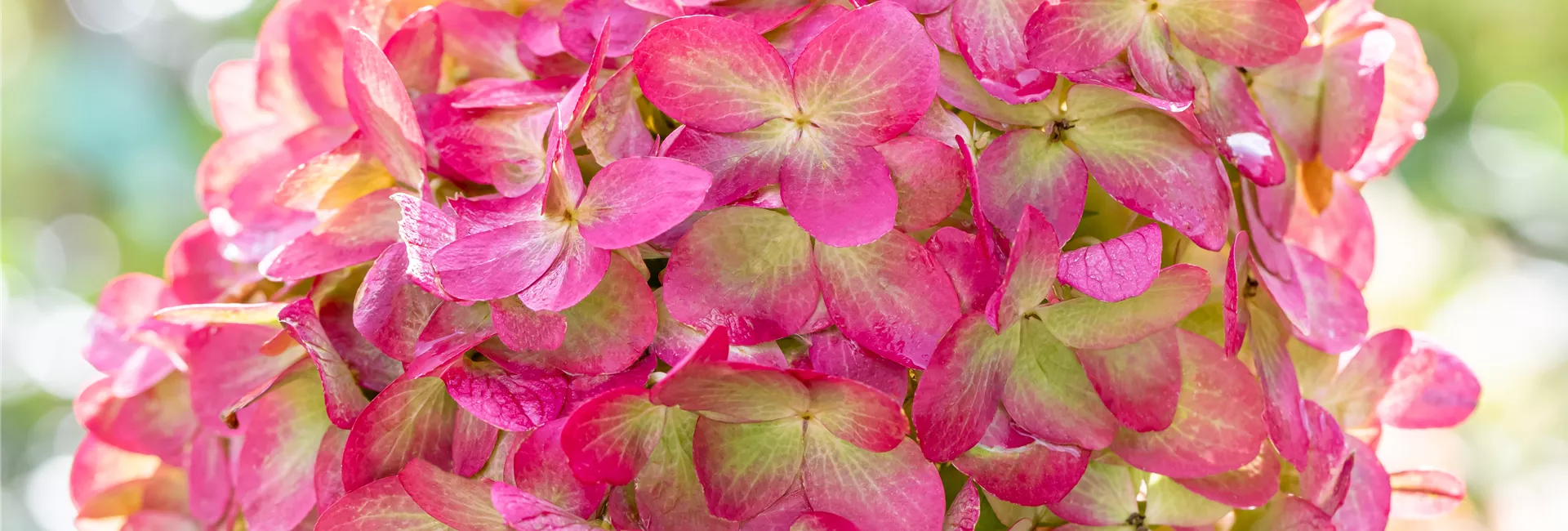 Hydrangea paniculata 'Graffiti'®