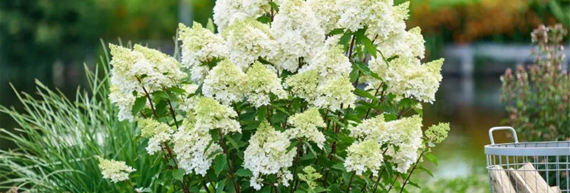 Hydrangea paniculata 'Magical Andes'®